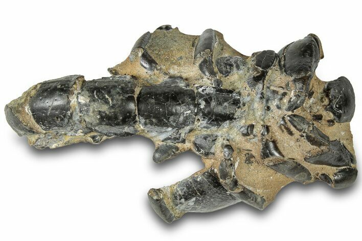 Fossil Mud Lobster (Thalassina) - Gunn Poin, Australia #307767
